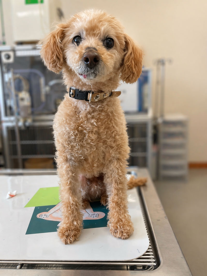 image01 口腔腫瘍(メラノーマ)の治療を頑張ってくれています