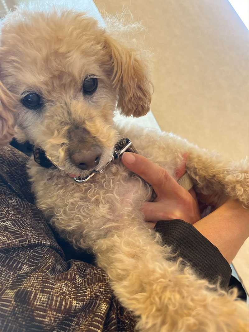 image02 口腔腫瘍(メラノーマ)の治療を頑張ってくれています